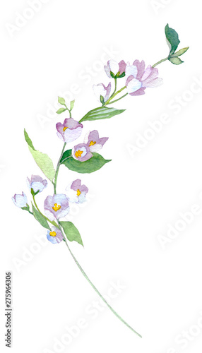 Fototapeta Naklejka Na Ścianę i Meble -  Watercolor illustration with jasmine flowers. 