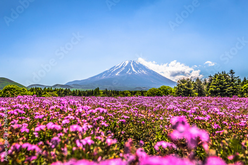 Fototapeta Naklejka Na Ścianę i Meble -  Motosu - May 24, 2019: Mount Fuji seen from the Shiba-Sakura festival, Japan