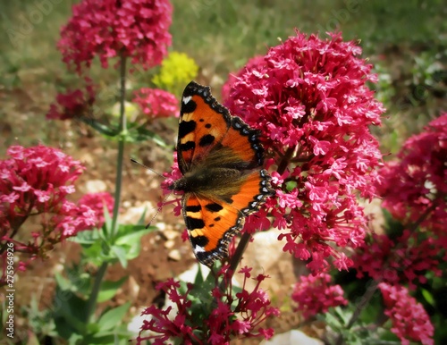 Papillon Petite Tortue,  Small Tortoiseshell (Aglais urticae) posé sur une fleur de Fausse valériane