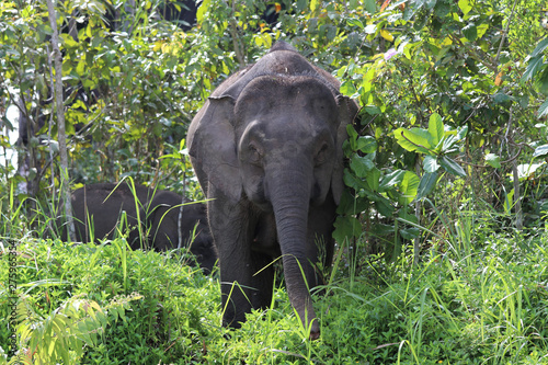 Borneo pygmy elephants (Elephas maximus borneensis) - Borneo Malaysia Asia © Christian
