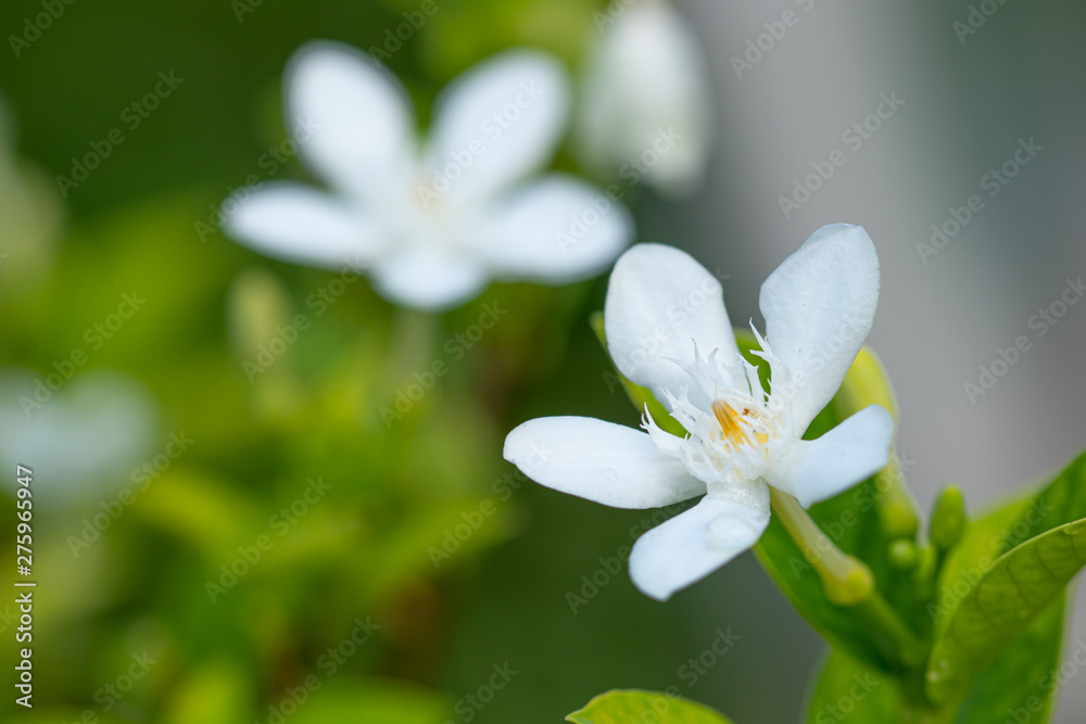  Wrightia antidysenterica Beautiful white color in the garden