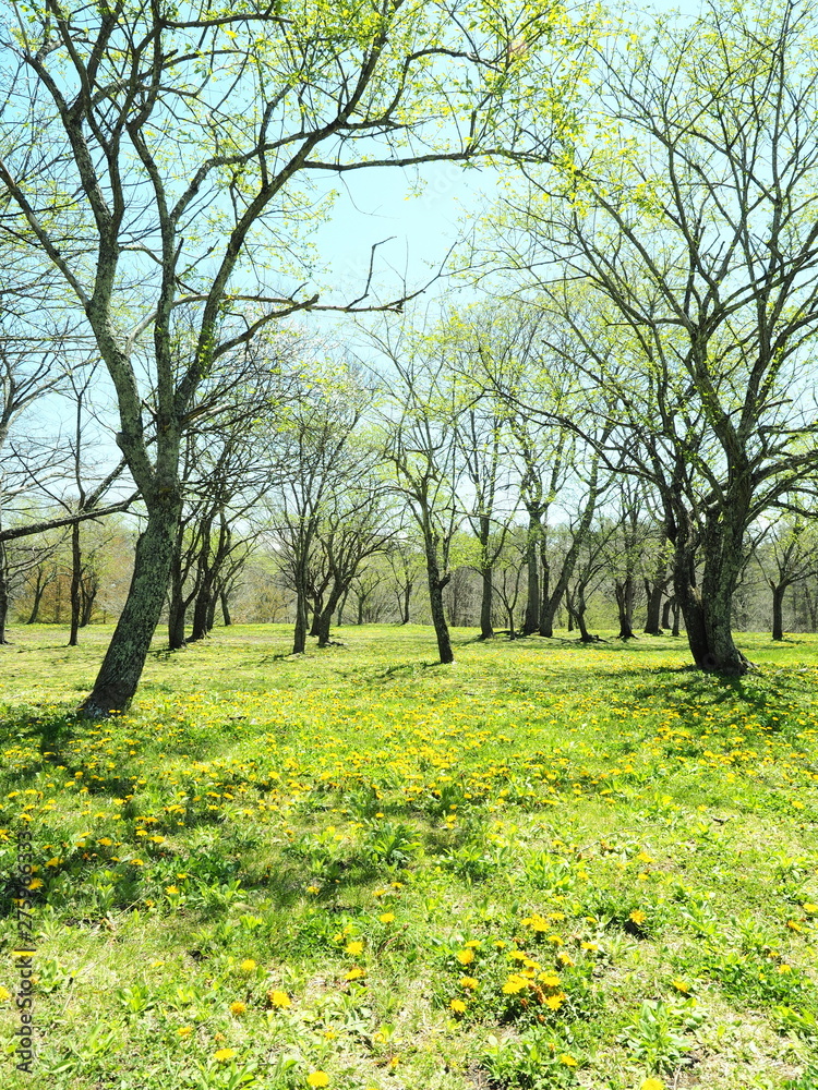 タンポポの草原　軽井沢の公園