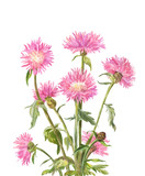 Centaurea dealbata or Persian cornflower. Pink garden watercolor flowers