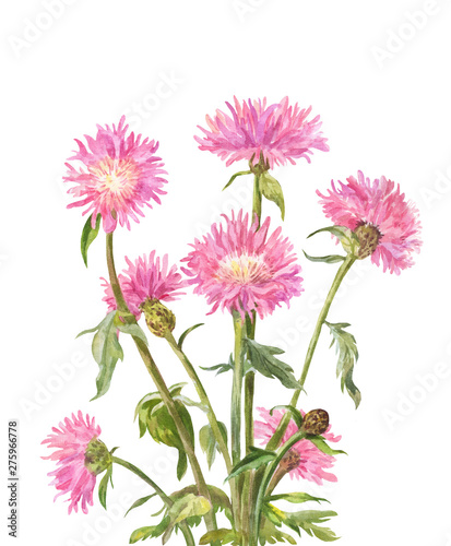 Centaurea dealbata or Persian cornflower. Pink garden watercolor flowers © Viktoriia Manuilova