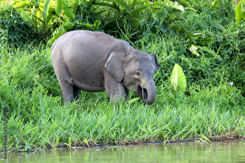 Borneo pygmy elephants  Elephas maximus borneensis  - Borneo Malaysia Asia