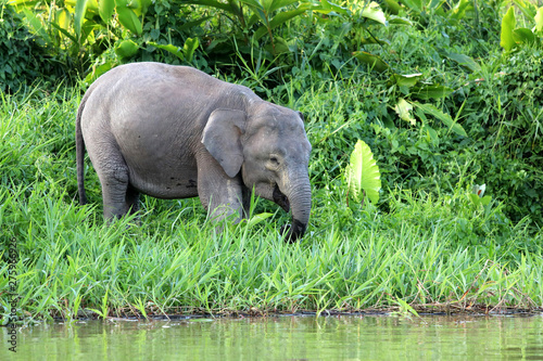 Borneo pygmy elephants (Elephas maximus borneensis) - Borneo Malaysia Asia