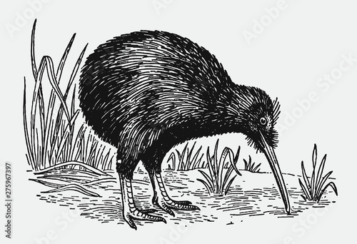  Nocturnal flightless and endemic kiwi apteryx from New Zealand foraging for food. Illustration after antique engraving from the early 20th century
