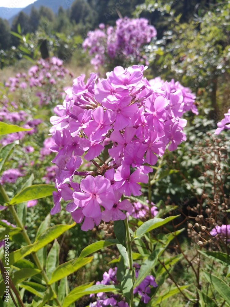 purple flowers in the garden purple flowers in the garden