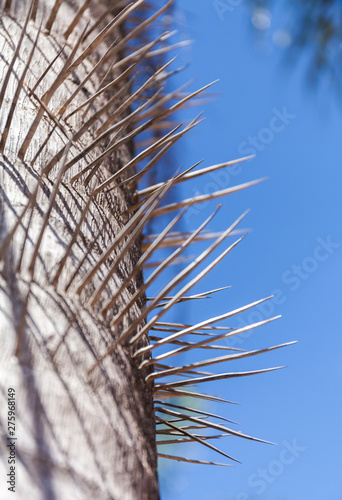 Trunk of a spiny palm tree. A close up color image of the spikes against the blue sky photo
