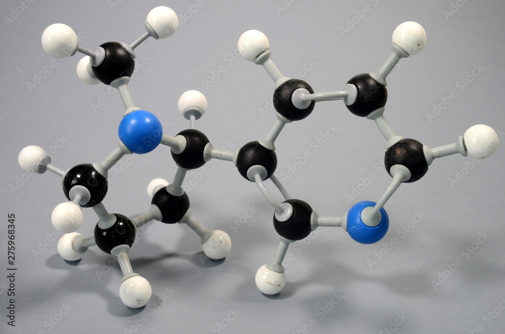 Molecule model of nicotine (C10H14N2). Blue is nitrogen, black is carbon, and white is hydrogen. Molecule model of nicotine (C10H14N2). Blue is nitrogen, black is carbon, and white is hydrogen.