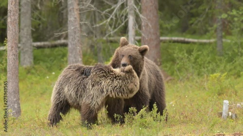 Wallpaper Mural Two young bears playing in the Finnish bog near the Russian border Torontodigital.ca