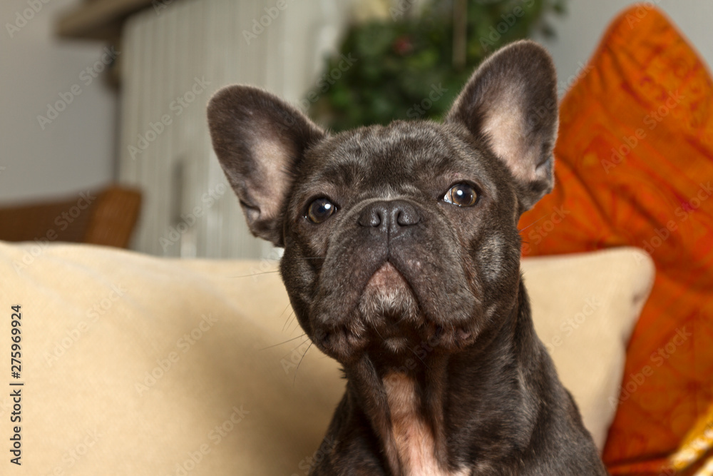 French bulldog in blue color with attentive look sitting on the sofa