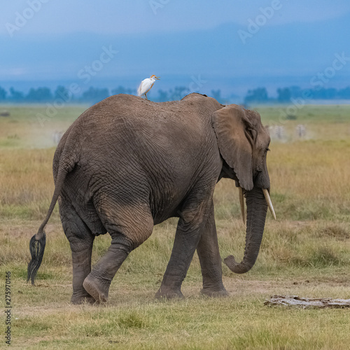 Western cattle egret on the back on an elephant in Africa  funny animals in the savannah