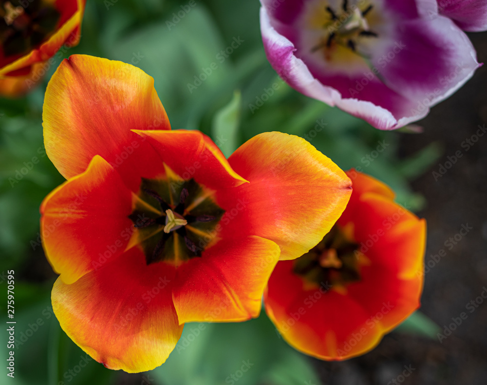 Obraz premium Tulip