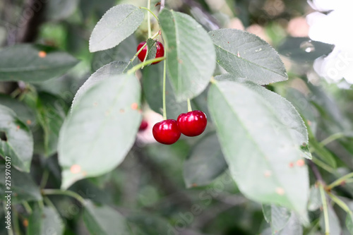 cherries on a tree branch with green leaves