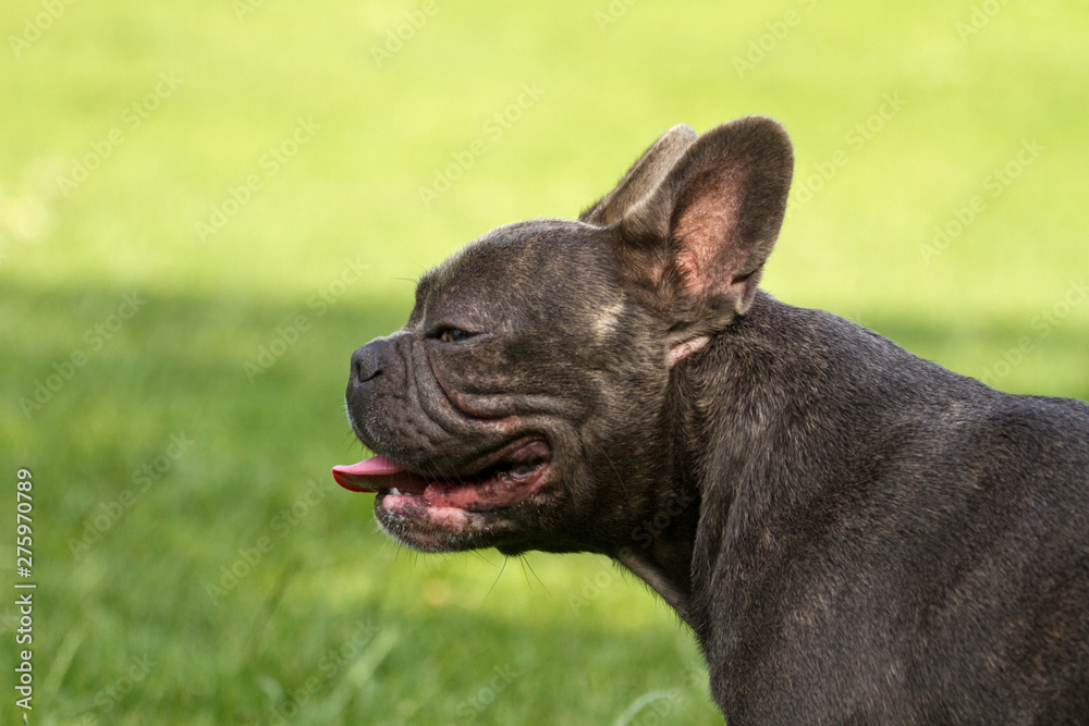 Side portrait of a french bulldog on a green dog meadow Side portrait of a french bulldog on a green dog meadow