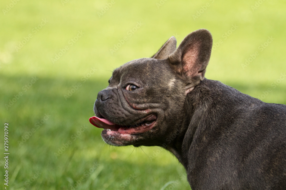 Side portrait of a french bulldog on a green dog meadow looking into the camera