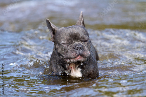 French bulldog in blue running in the water © macgyverhh