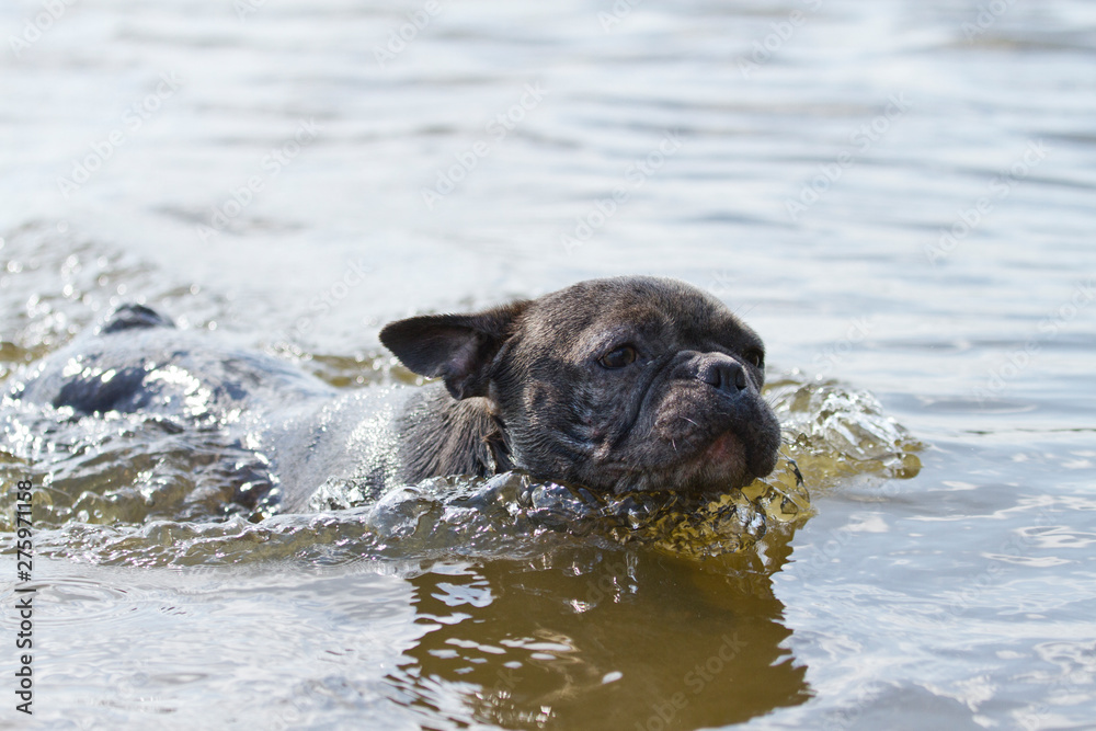 French bulldog in blue swimming in the water