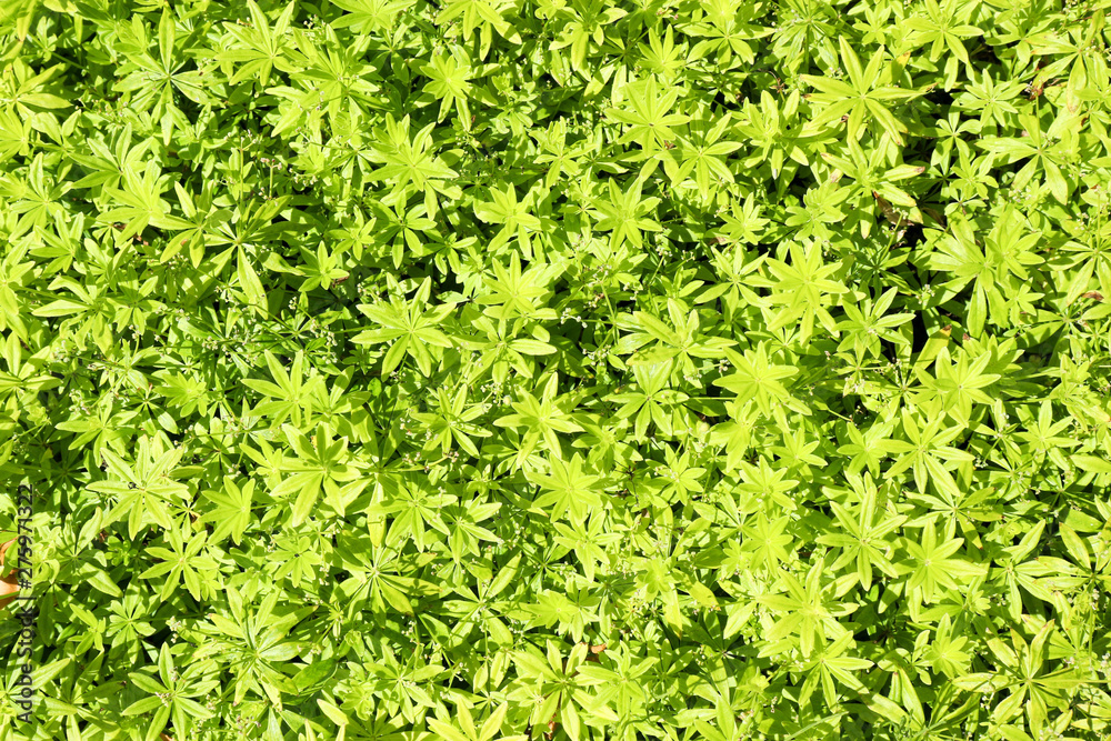 Beautiful bright background of green hemp grass Beautiful bright background of green hemp grass