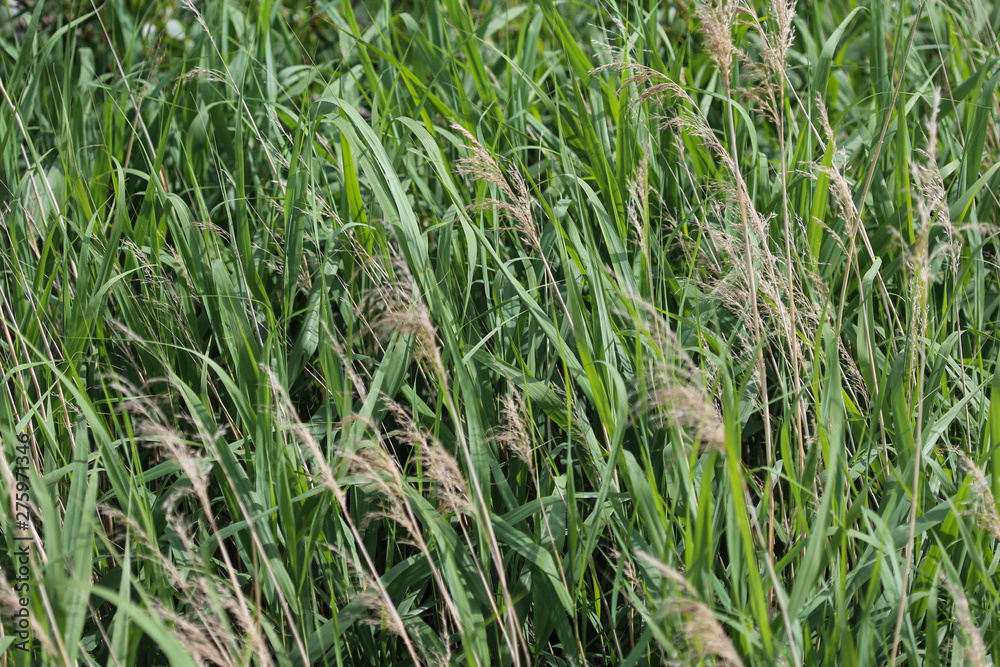 common reed or Phragmites australis along a ditch common reed or Phragmites australis along a ditch