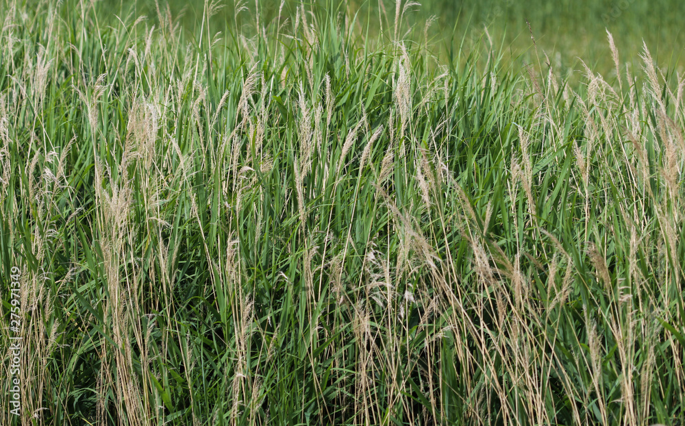 common reed or Phragmites australis along a ditch common reed or Phragmites australis along a ditch
