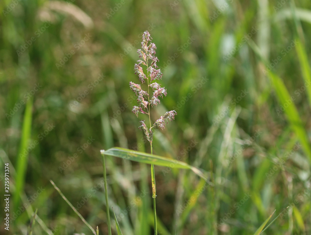 Phalaris arundinacea, known also as reed canary grass or gardener's garters Phalaris arundinacea, known also as reed canary grass or gardener's garters
