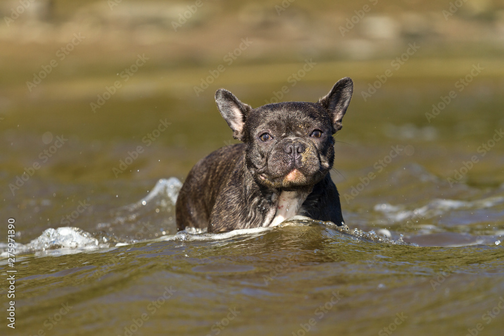 French bulldog go into the water to swim French bulldog go into the water to swim