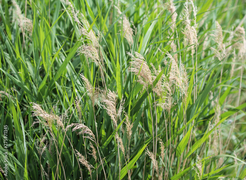 common reed or Phragmites australis along a ditch