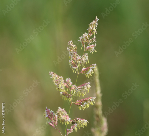 Phalaris arundinacea, known also as reed canary grass or gardener's garters photo