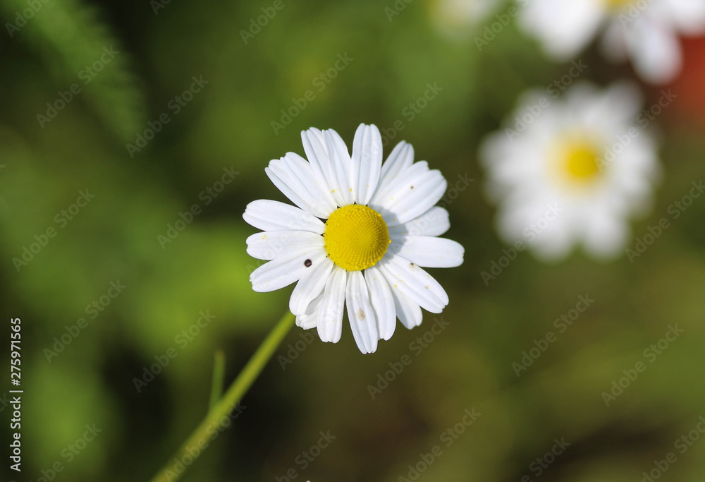 Obraz premium Matricaria chamomilla, commonly known as chamomile , Italian camomilla, German chamomile, Hungarian chamomile (kamilla), wild chamomile or scented mayweed, blooming in the summer seasonM