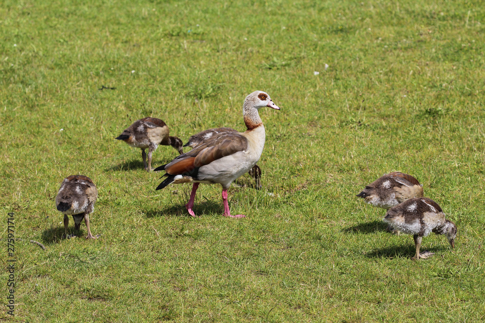 couple Egyptian goose (Alopochen aegyptiaca) with their young chicks eating grass couple Egyptian goose (Alopochen aegyptiaca) with their young chicks eating grass