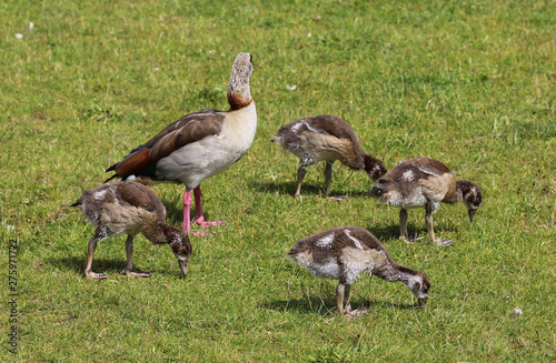 couple Egyptian goose  Alopochen aegyptiaca  with their young chicks eating grass