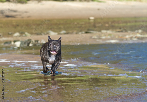 French bulldog runs along the beach waterline having fun