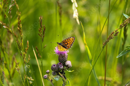 butterfly on flower