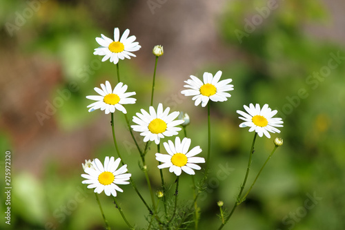 field of daisies