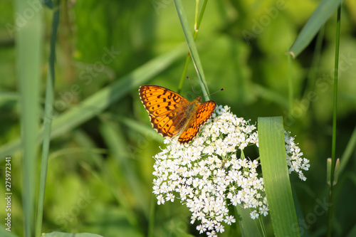 butterfly on flower