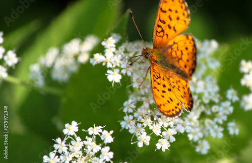 butterfly on flower