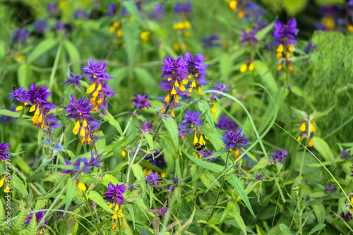 blue flowers in the garden