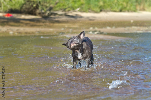 French bulldog shakes herself after she has come out of the water making funny faces