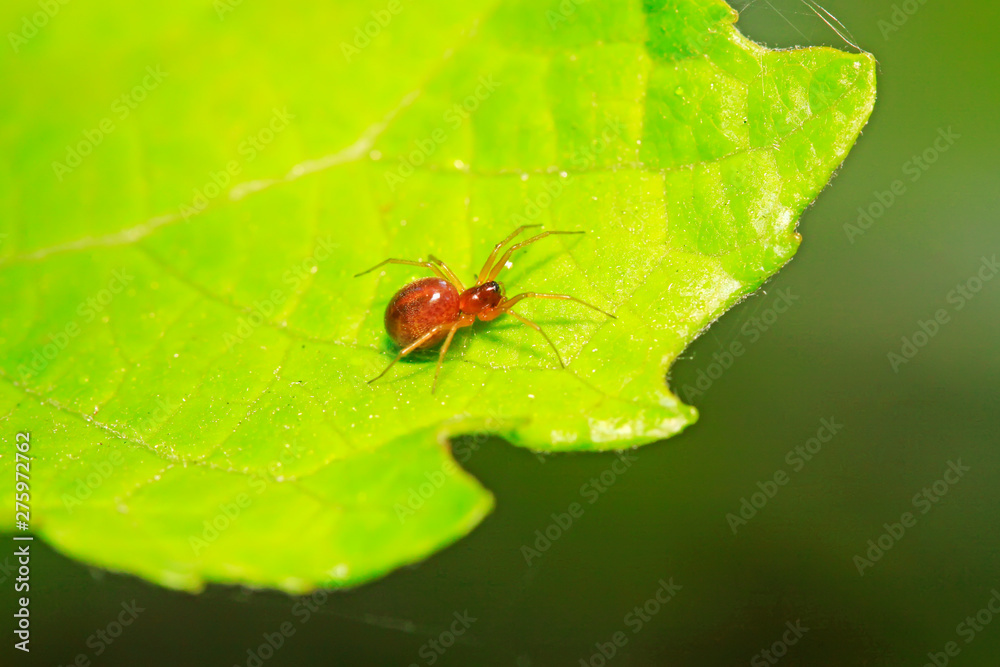 spider on leaves spider on leaves