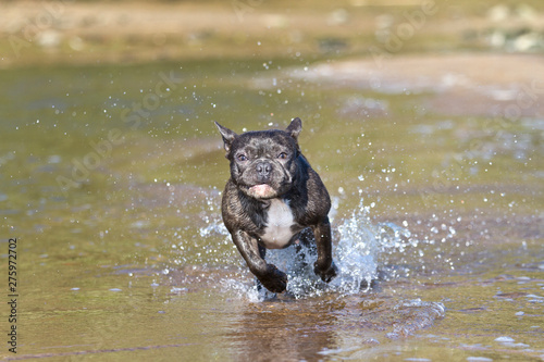 French bulldog runs along the beach waterline having fun