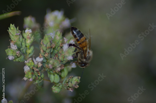 Bee on origan flowers © Dario