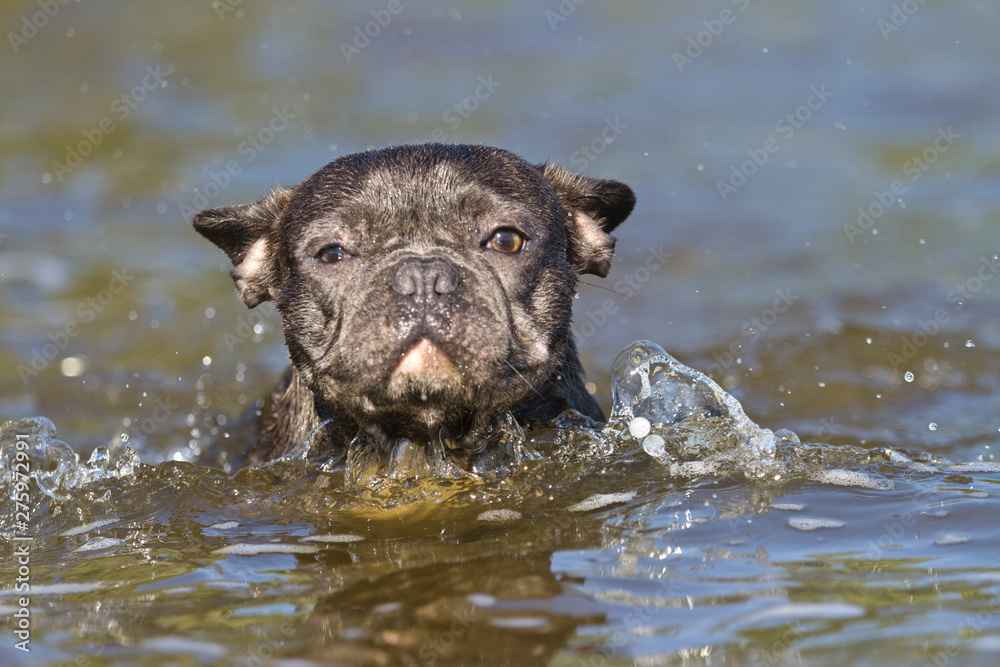 French bulldog in blue swimming in the water French bulldog in blue swimming in the water