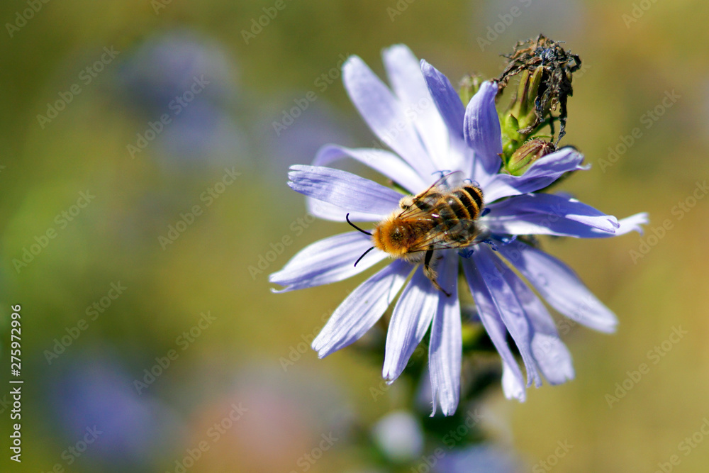 eine Biene bei der Bestäbung einer Kornblume eine Biene bei der Bestäbung einer Kornblume