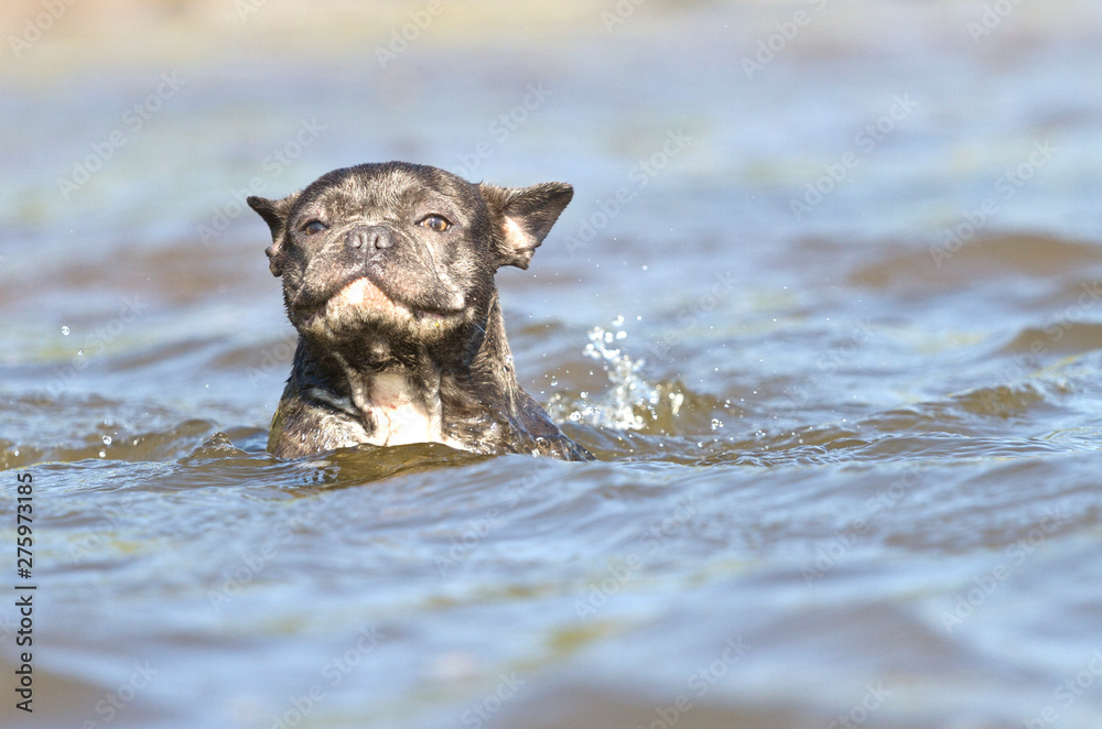 French bulldog swimming in the water like a seal Stock Photo | Adobe Stock