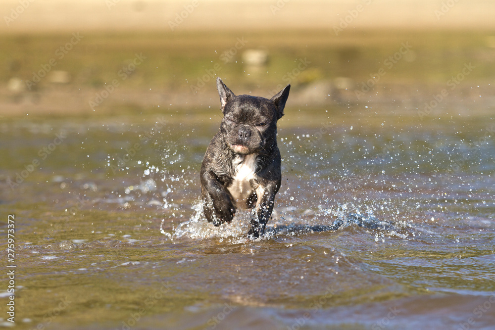 French bulldog in blue playing around on the beach waterline having fun French bulldog in blue playing around on the beach waterline having fun