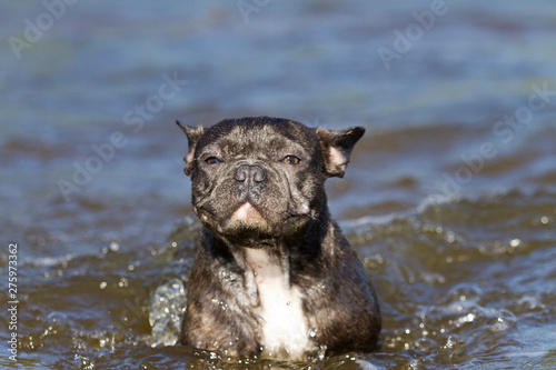 French bulldog in blue loves to  swim in the water