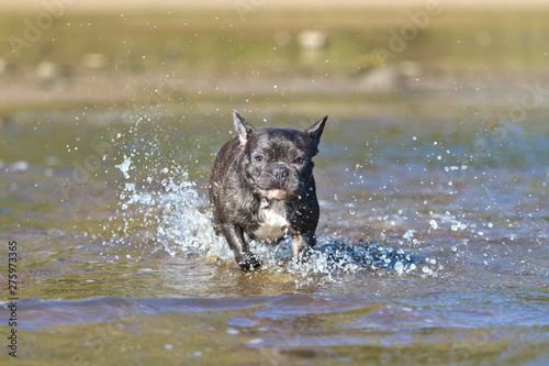 French bulldog in blue playing around on the beach waterline having fun