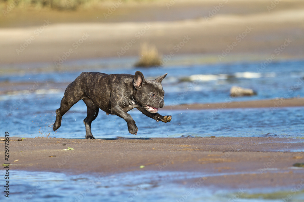 French bulldog in blue playing around on the beach waterline having fun